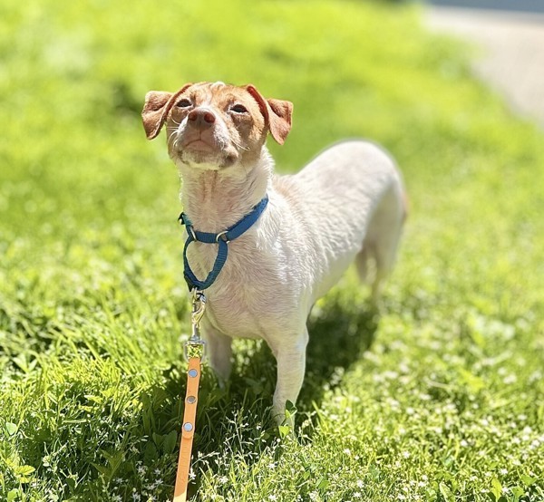 Daisy
