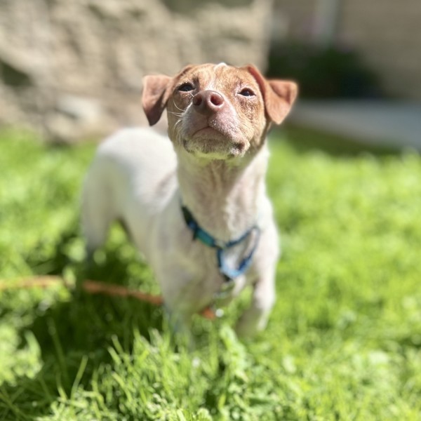 Daisy