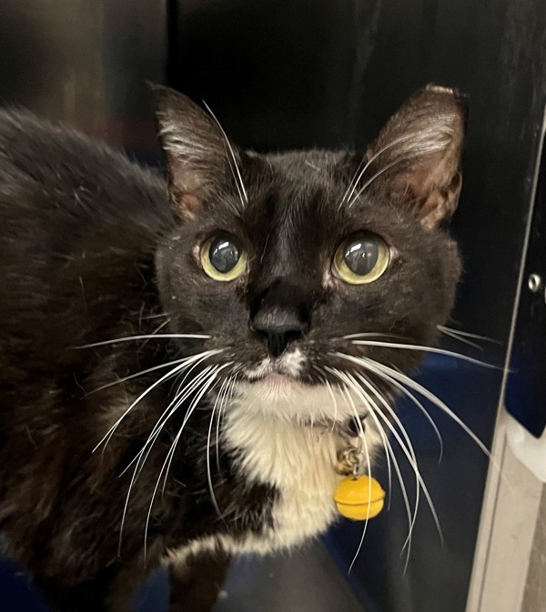 Figaro