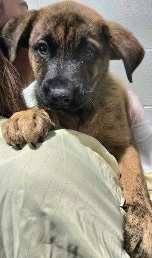 Beau