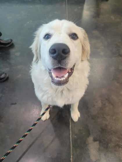 Fluffernutter