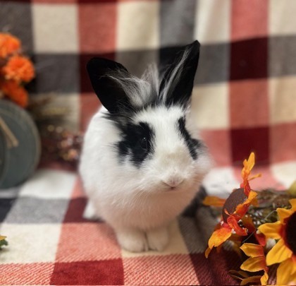 Little Siouxsie