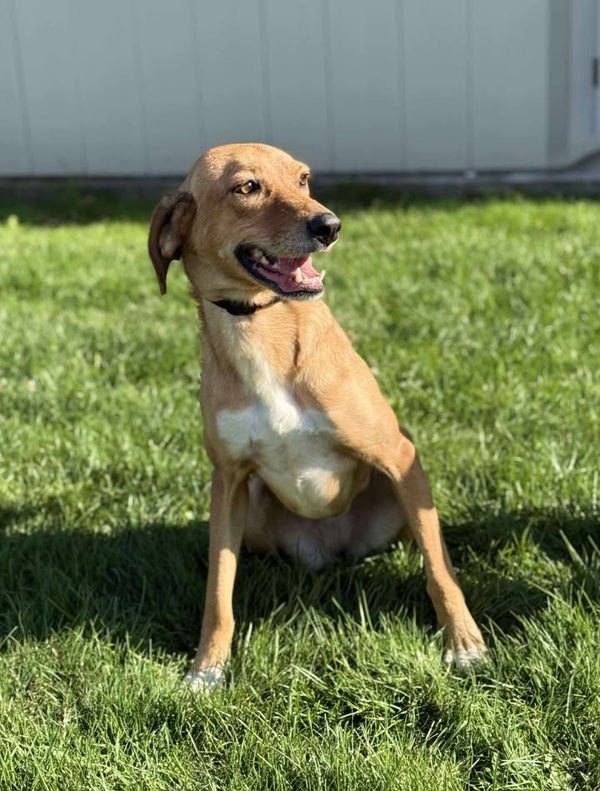 Jill, an adoptable Hound in Keswick, ON, L4P 3G1 | Photo Image 1