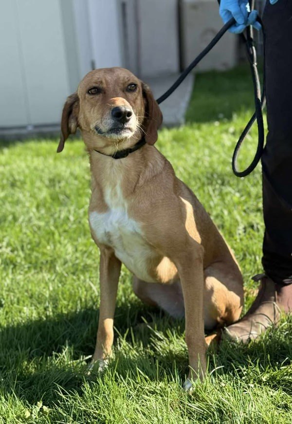 Jill, an adoptable Hound in Keswick, ON, L4P 3G1 | Photo Image 2