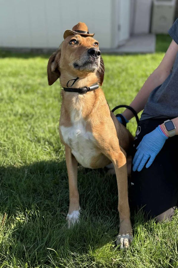 Jill, an adoptable Hound in Keswick, ON, L4P 3G1 | Photo Image 3