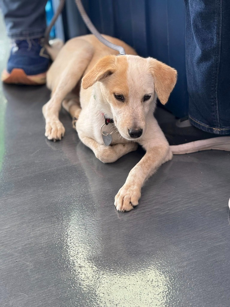 Harvey