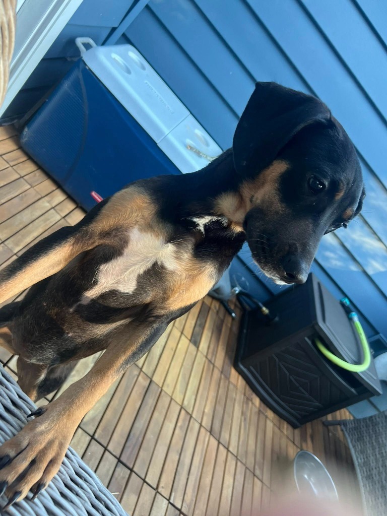 Roxy