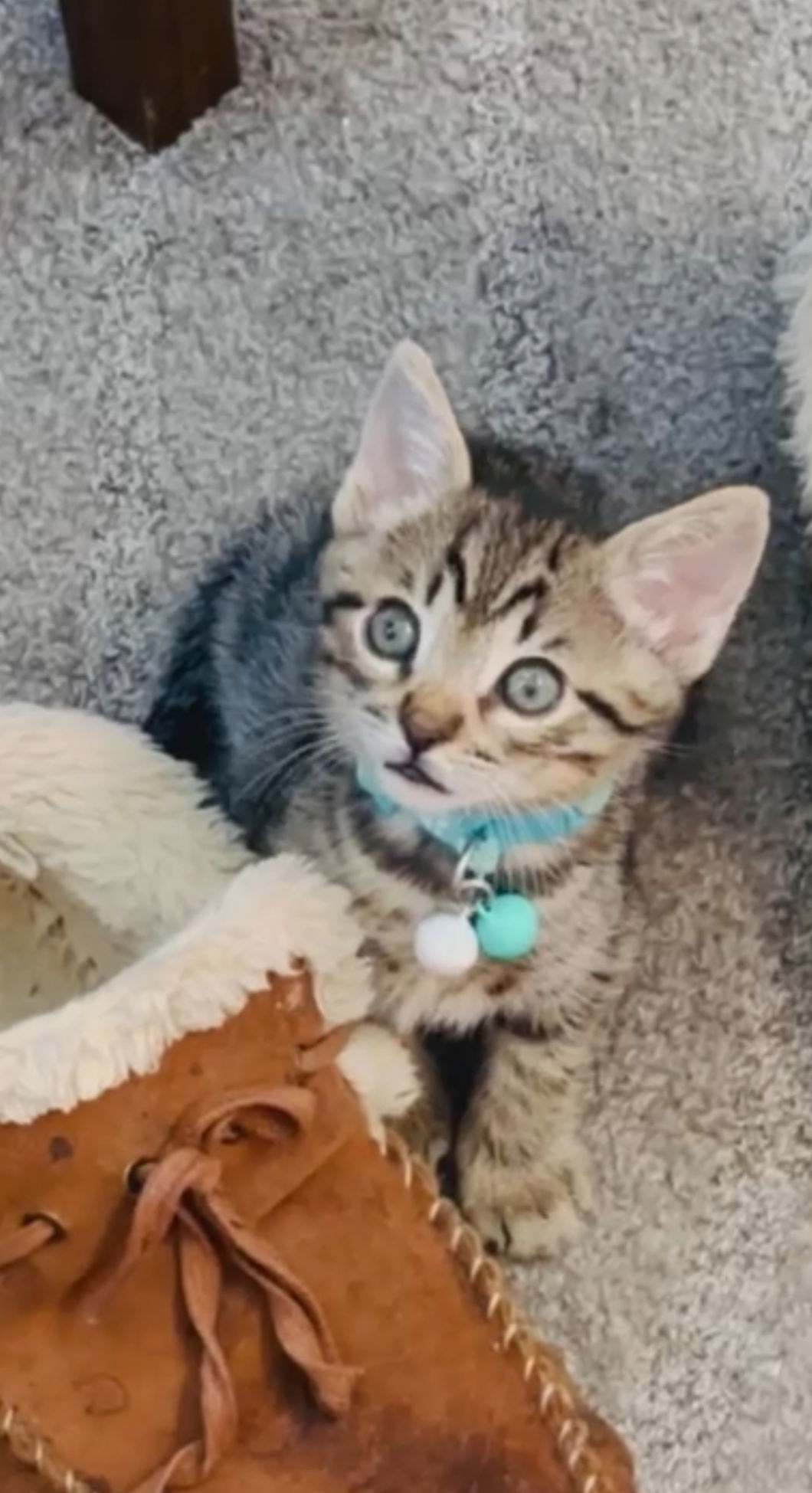 Tora