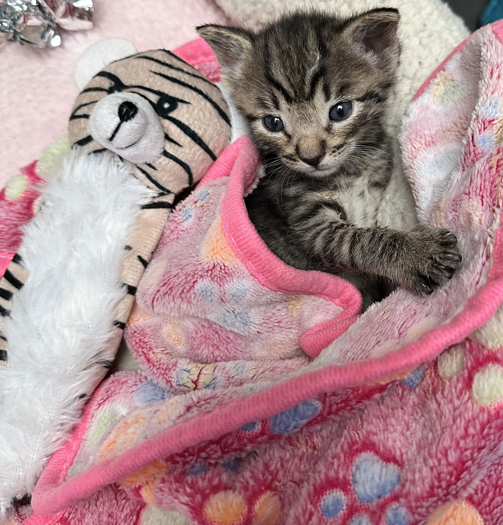 Tora