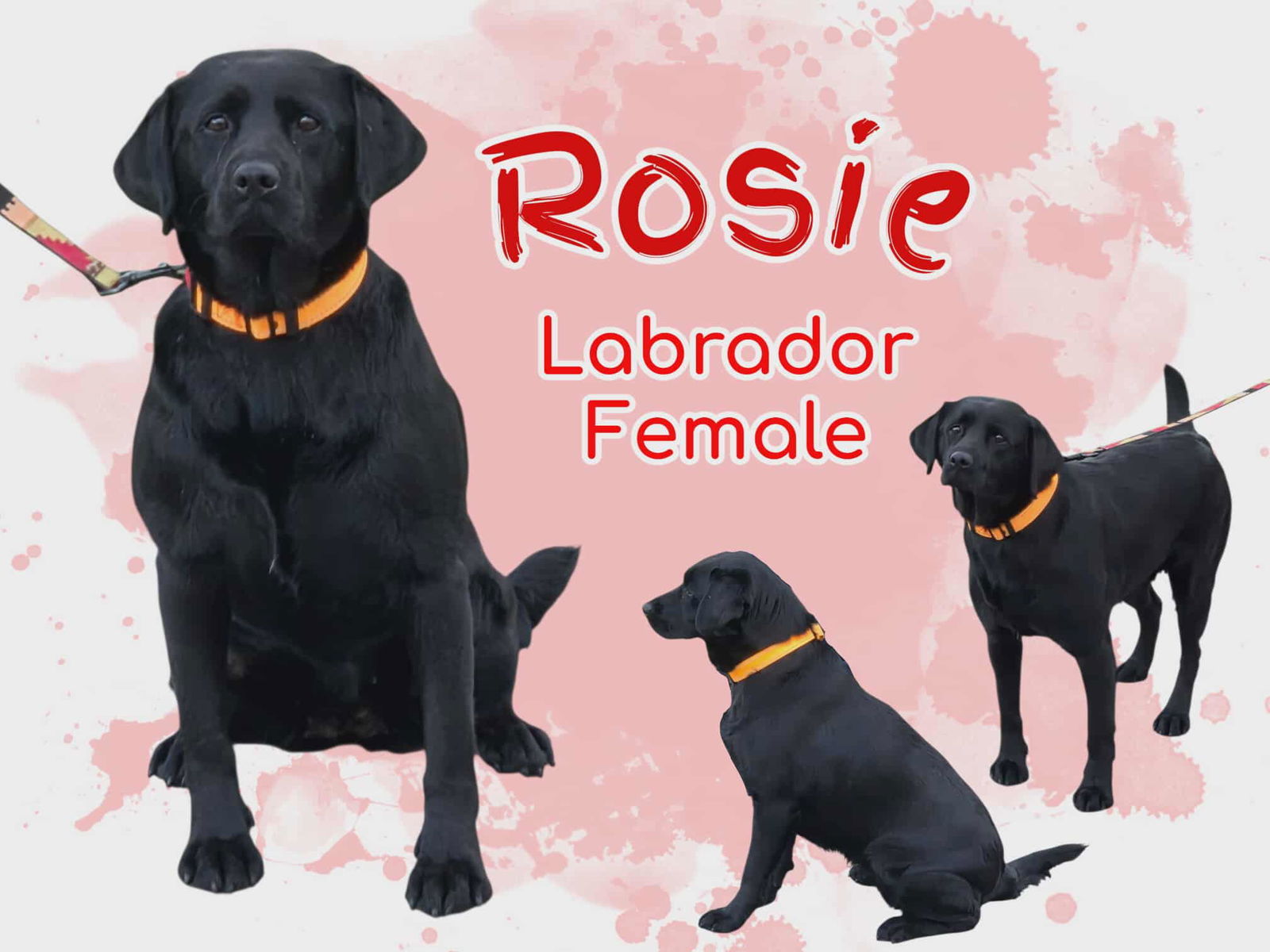 Rosie, an adoptable Labrador Retriever in Anchorage, AK, 99503 | Photo Image 1