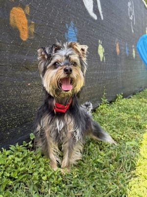 Dog available for adoption - 845-331-5377