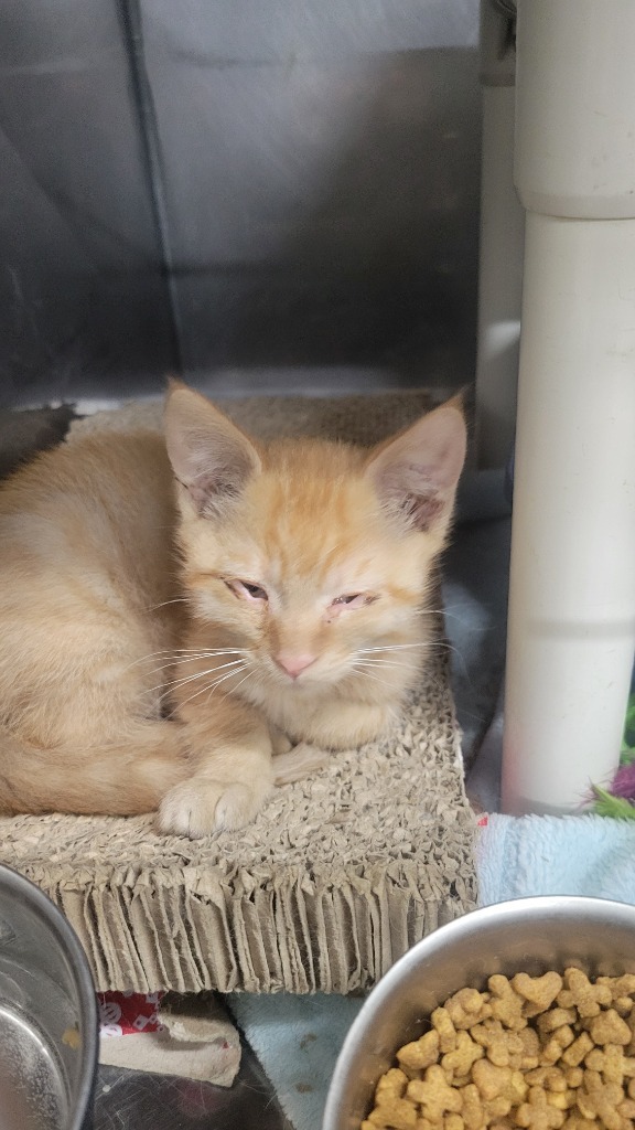 Plato, an adoptable Domestic Short Hair in Virginia, MN, 55792 | Photo Image 1