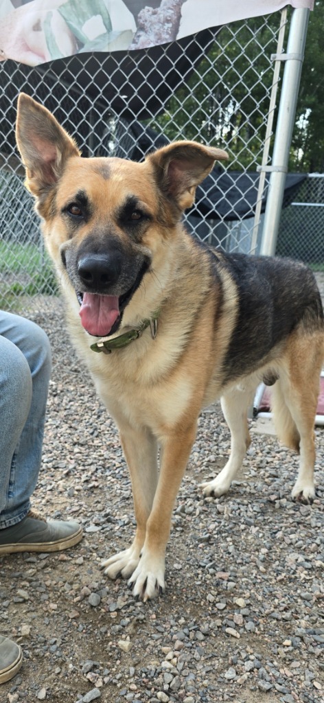 Hero, an adoptable Shepherd, Mixed Breed in Virginia, MN, 55792 | Photo Image 1
