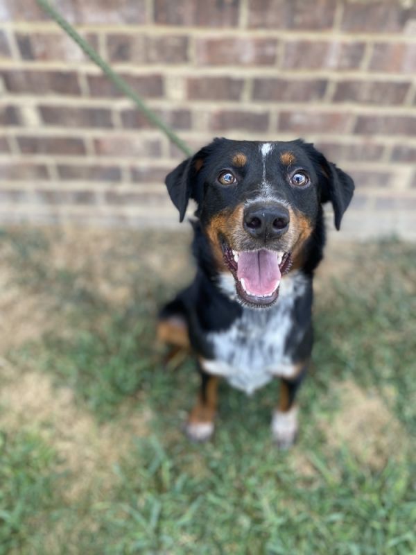 Dot