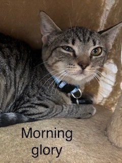 Morning Glory