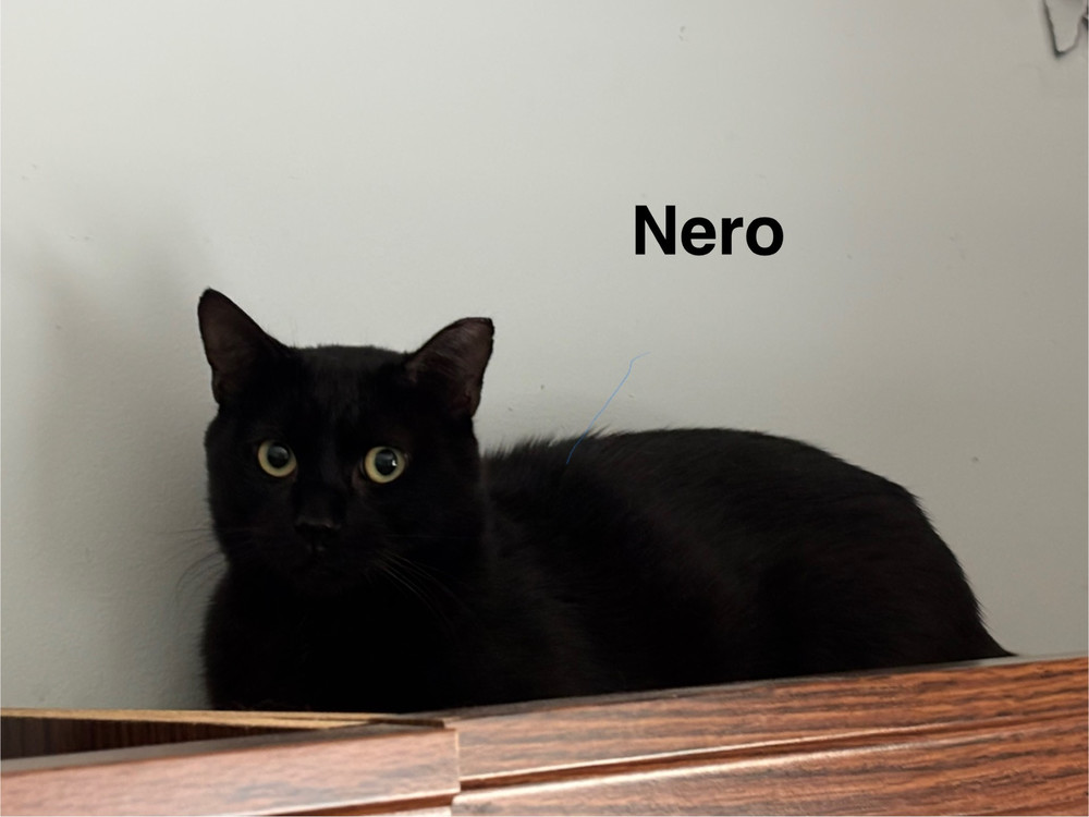 Nero (2025)