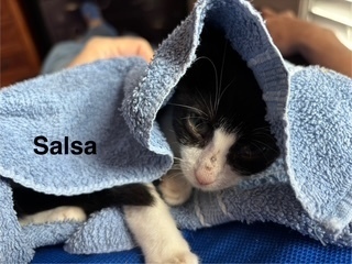 Salsa