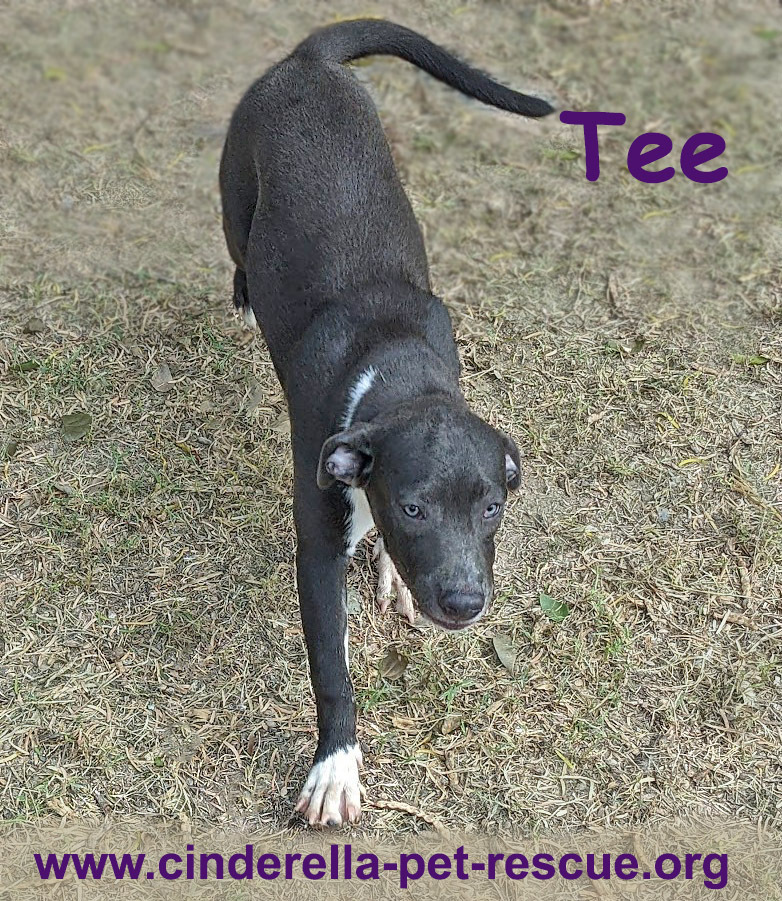 Tee