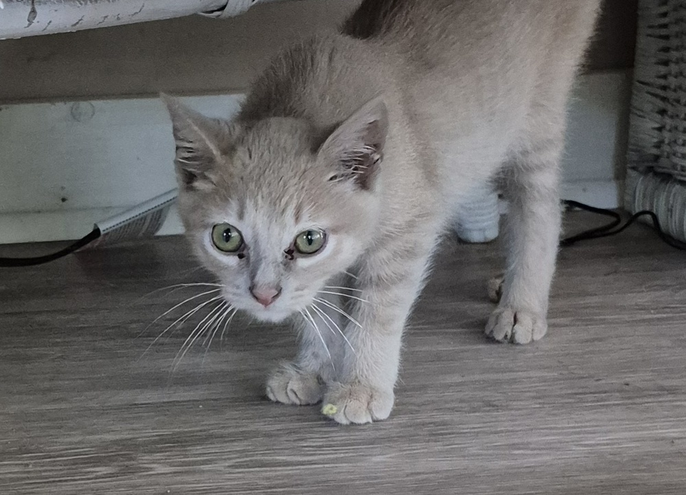 Dylan