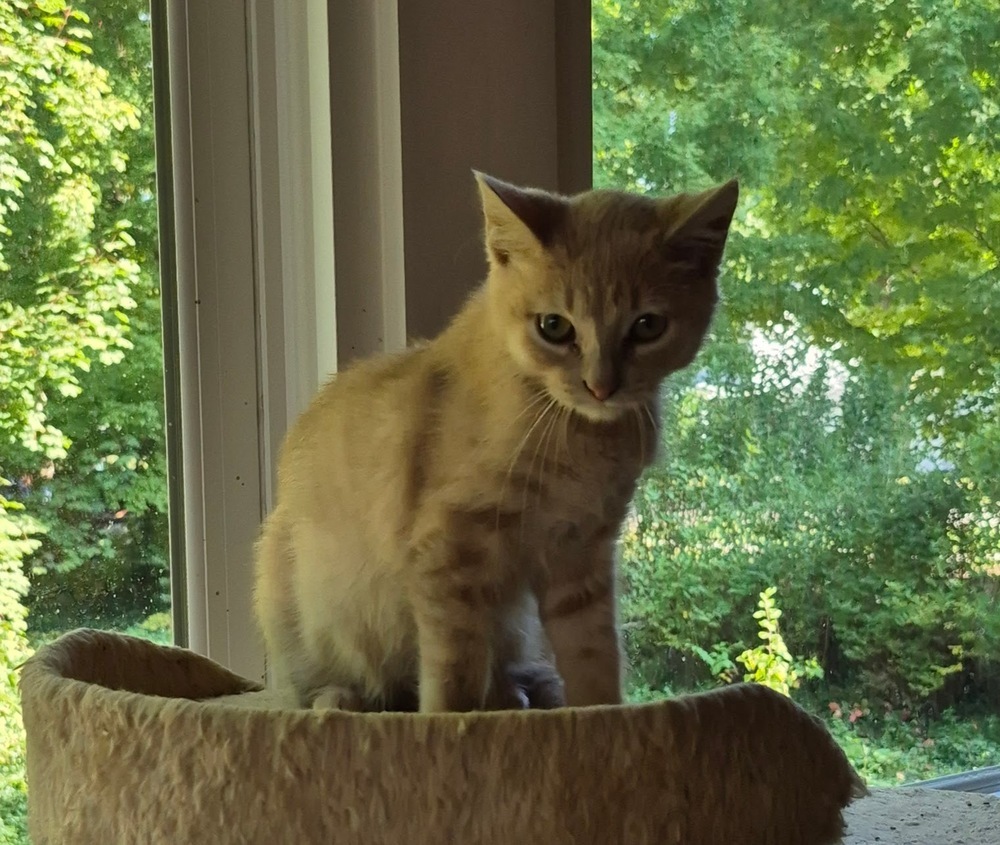 Dylan