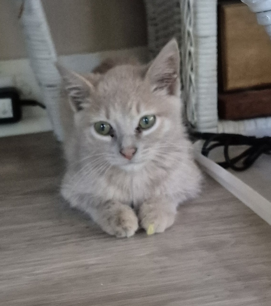 Dylan