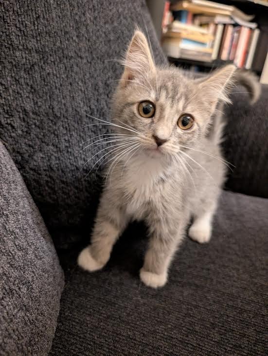 Snickerdoodle