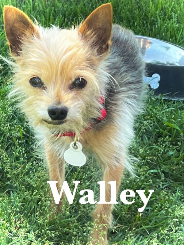 Walley