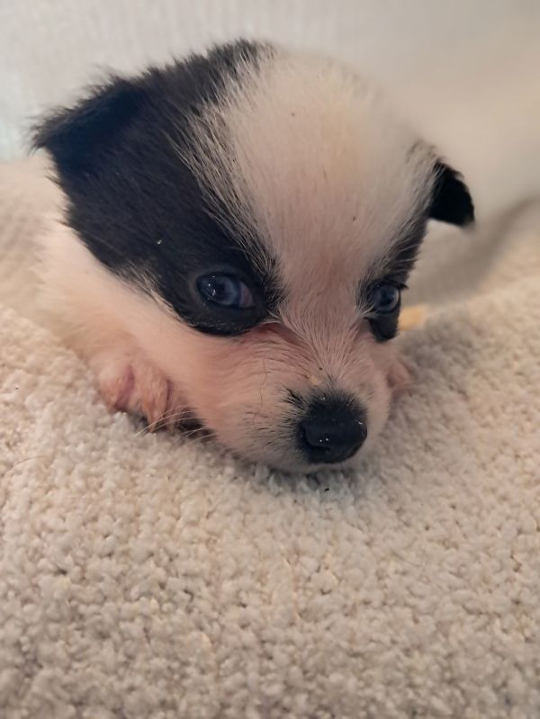Spike