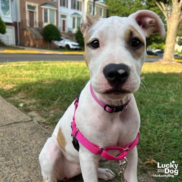 Little Petunia