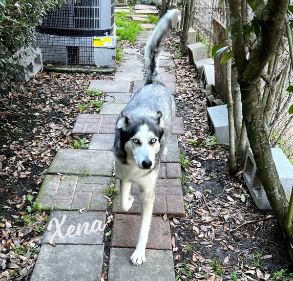 Xena #blue-eyed-beauty