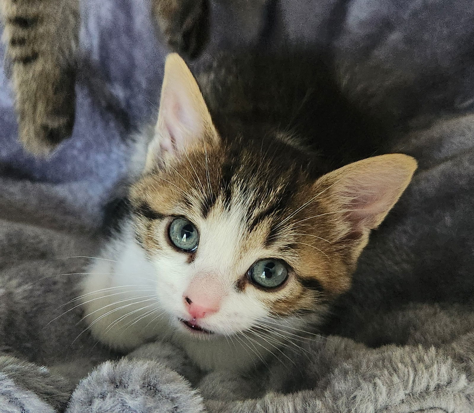 Maverick