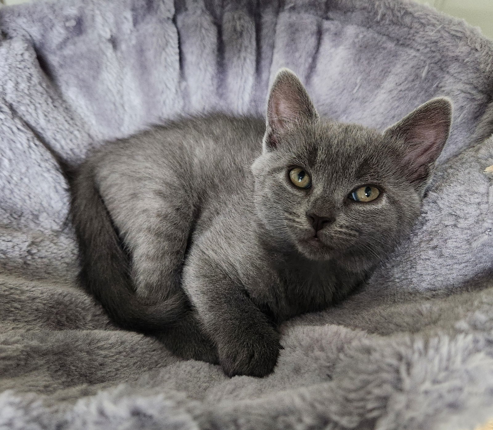 Delilah