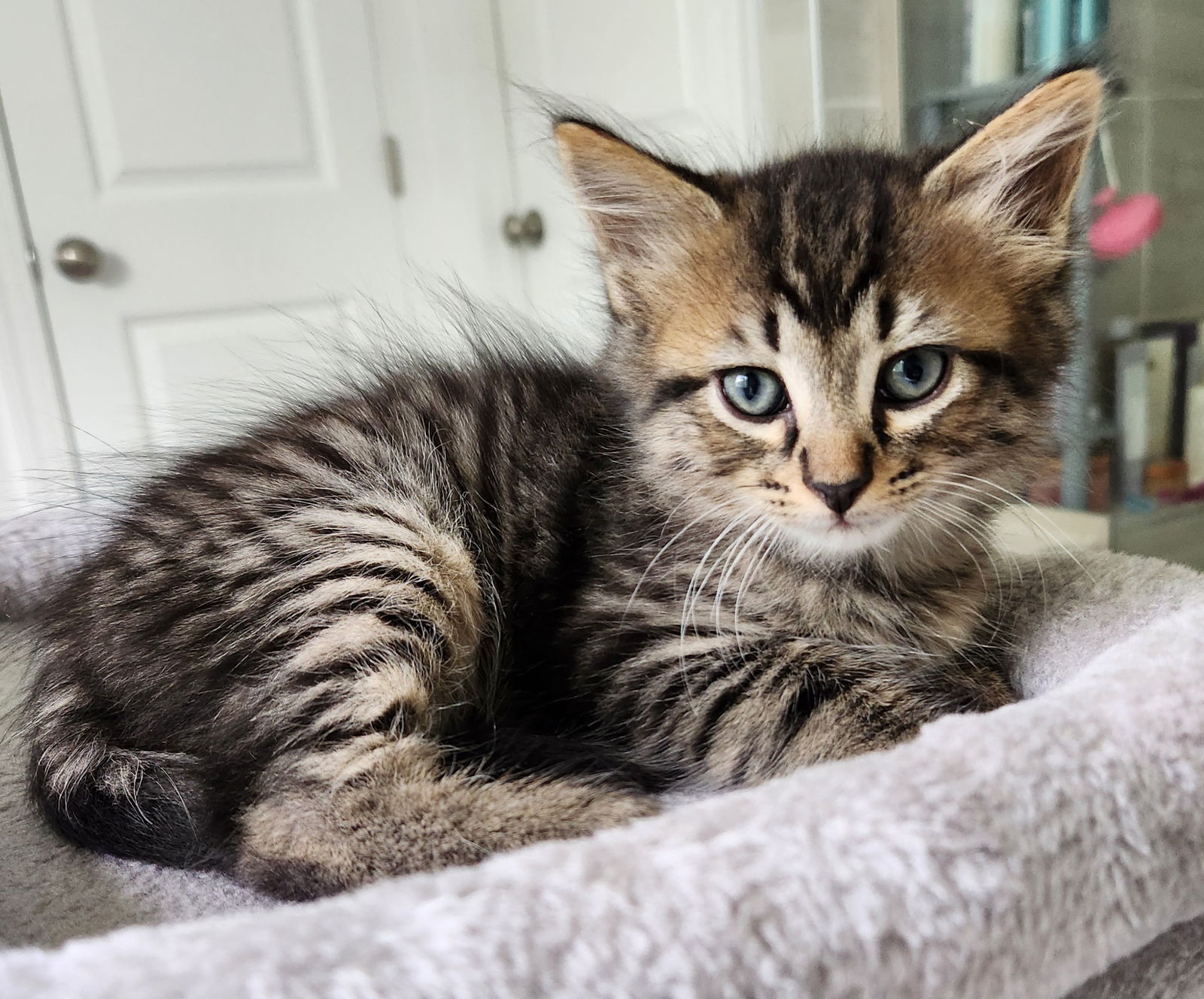Beauregard