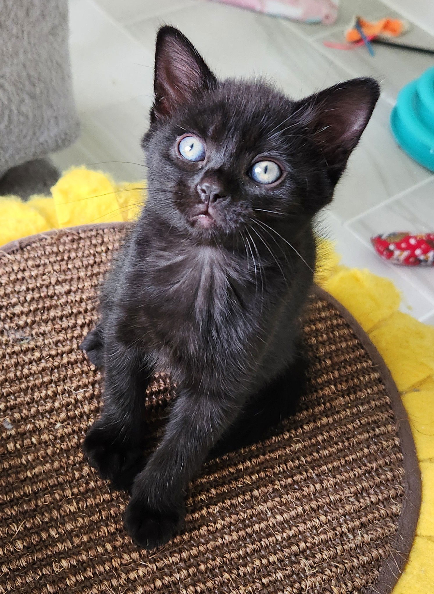 Coco