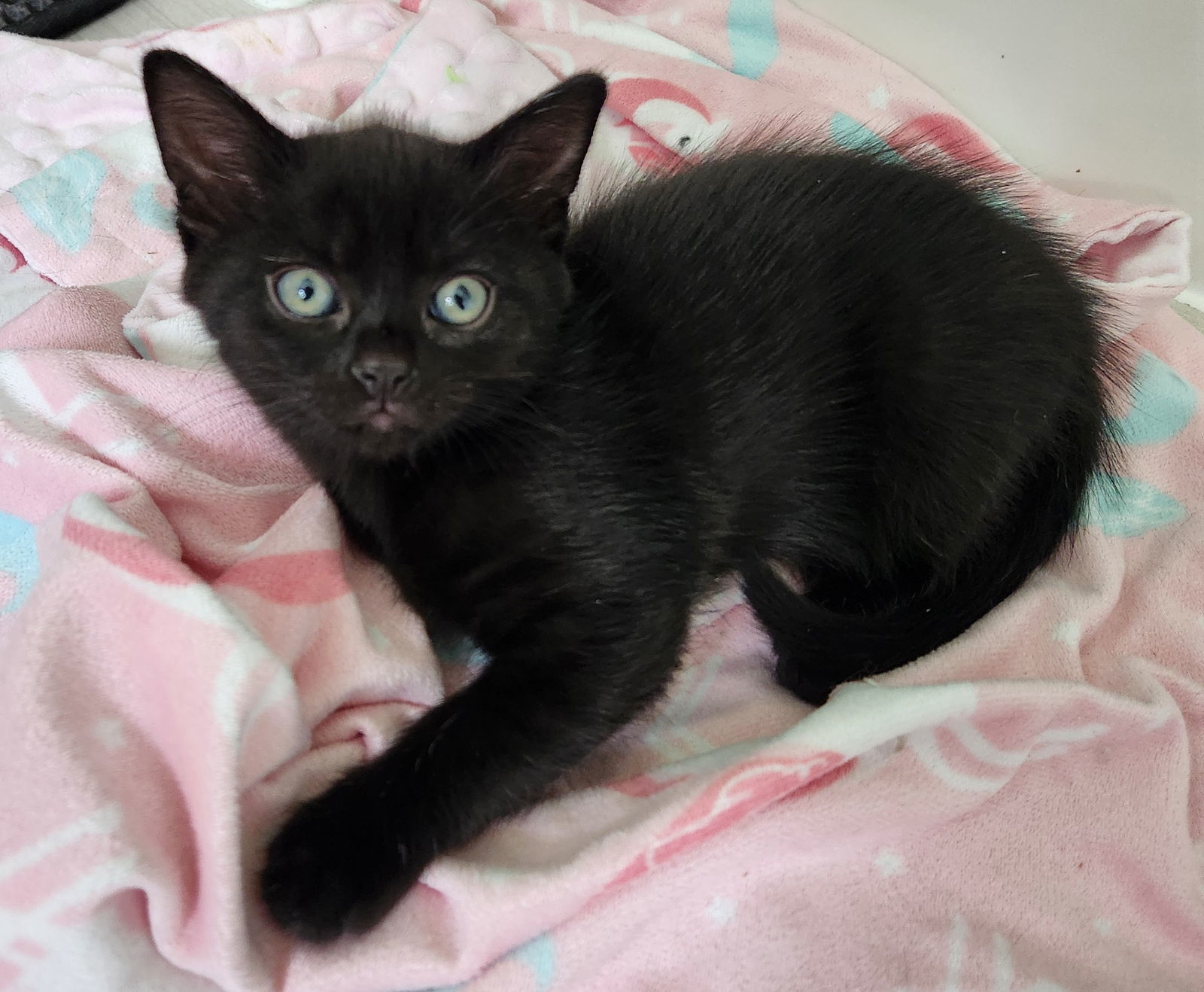 Coco