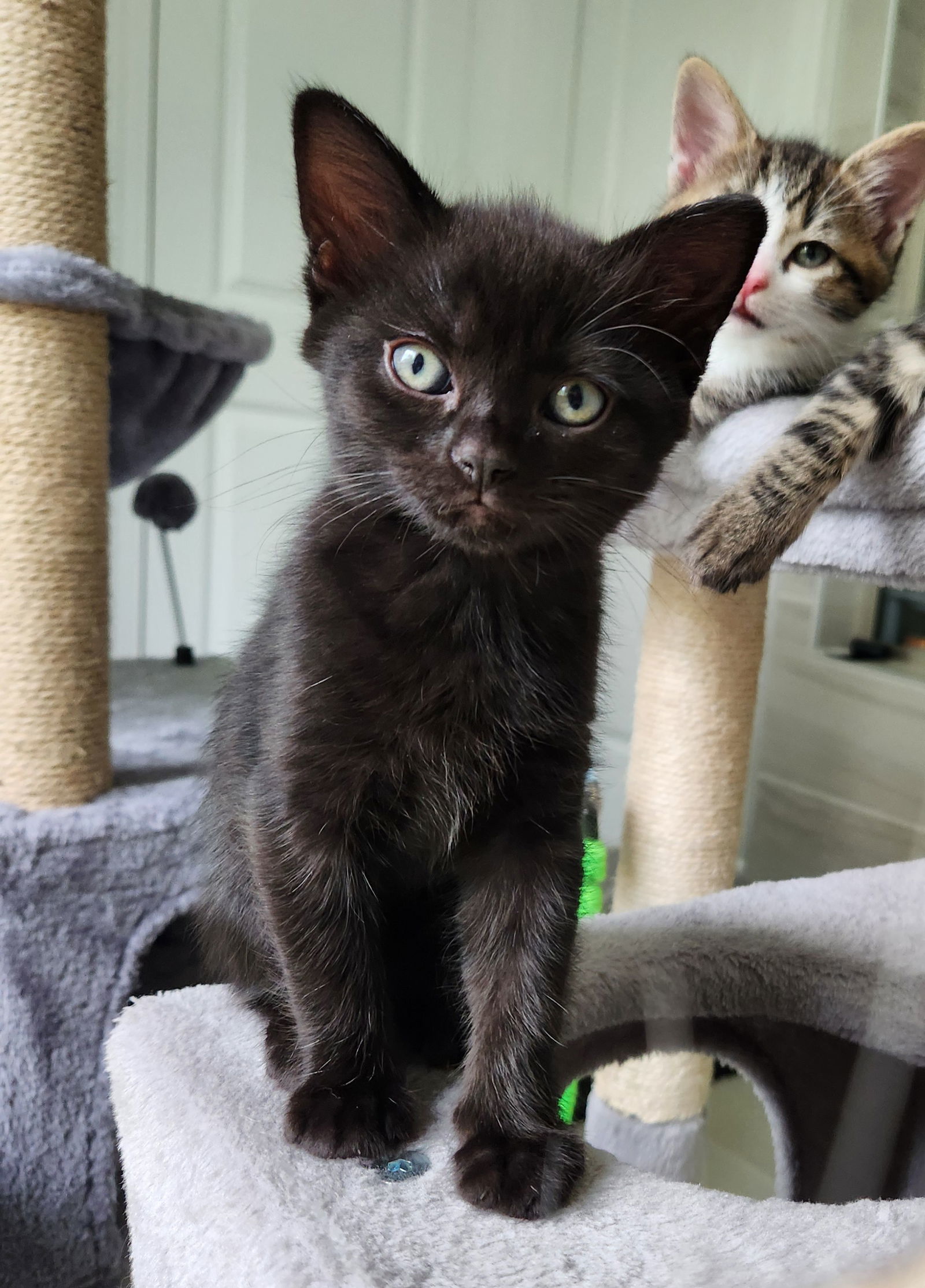 Coco