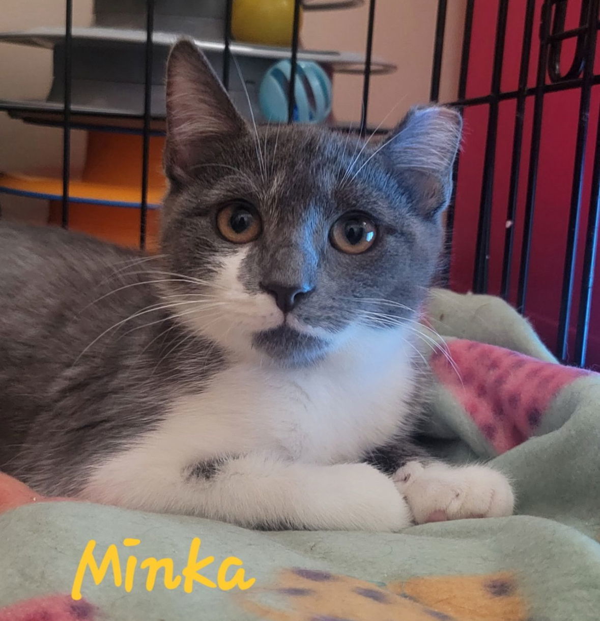 Minka