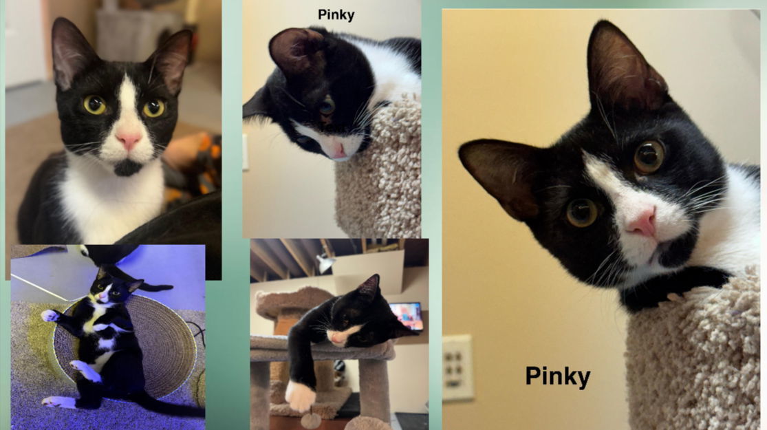 Pinky