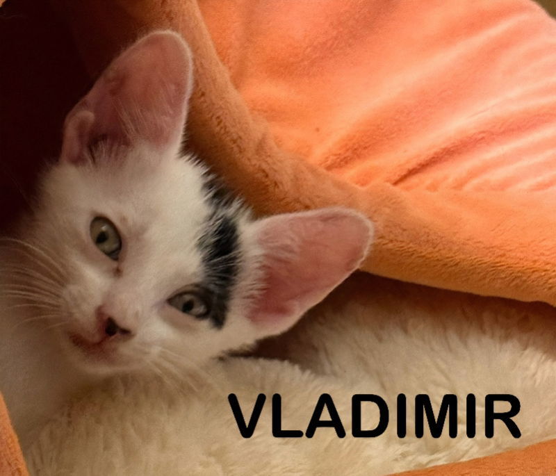 Vladimir