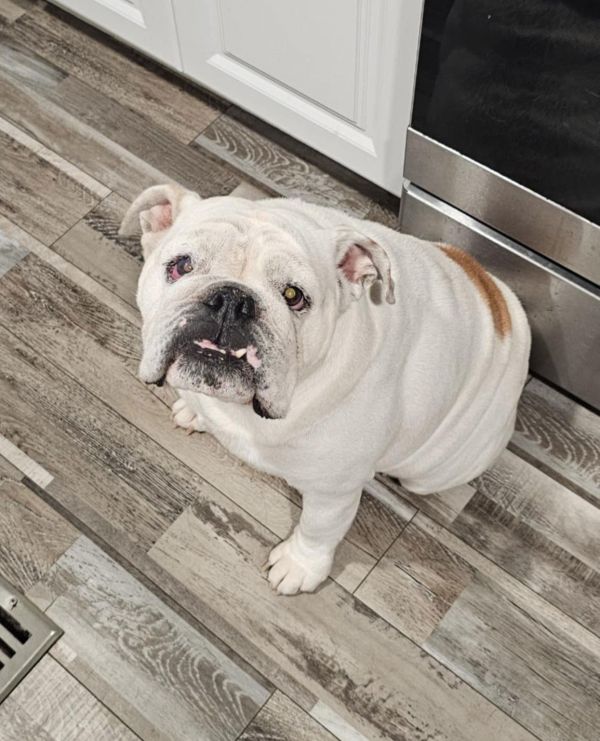 Betty - Beautiful Bulldog!