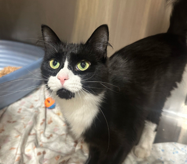 Daphne, an adoptable Domestic Short Hair in Spokane Valley, WA, 99212 | Photo Image 1