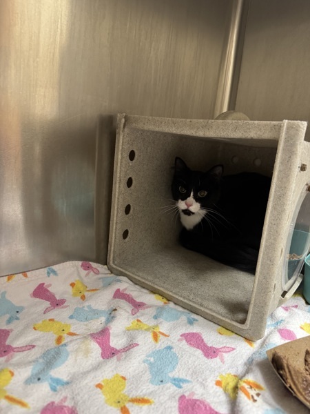 Daphne, an adoptable Domestic Short Hair in Spokane Valley, WA, 99212 | Photo Image 2