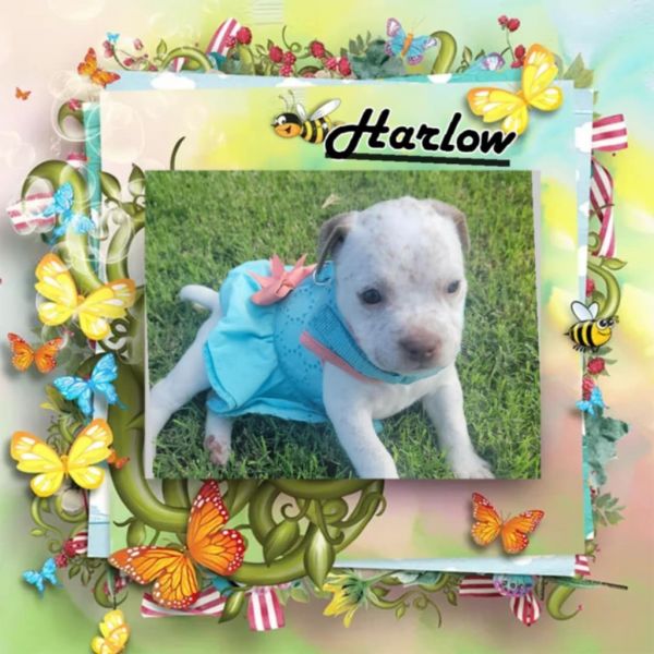 Harlow