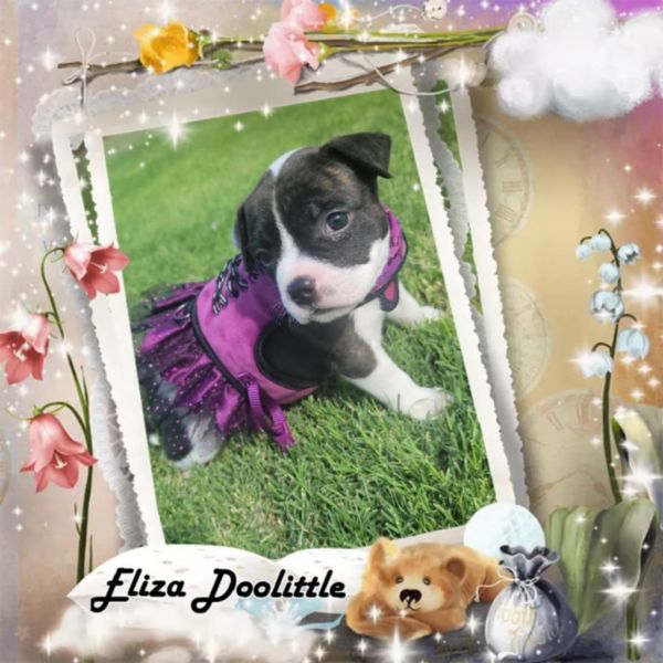 Eliza Doolittle