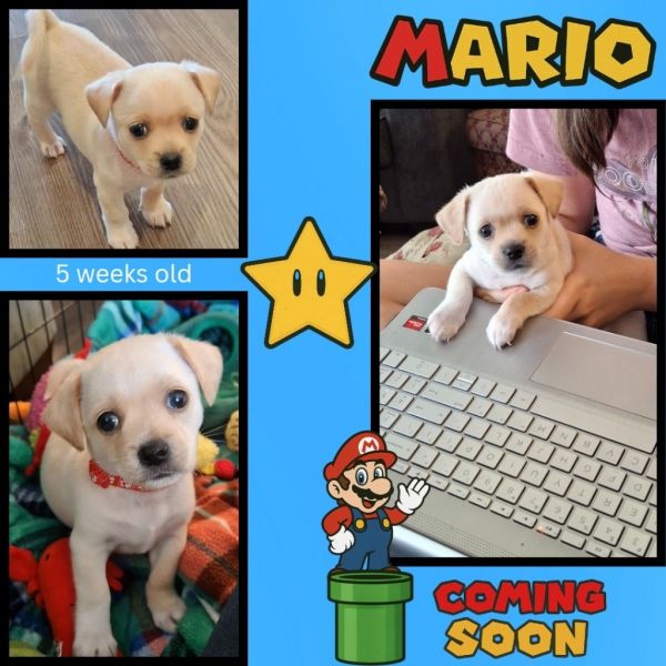 Mario