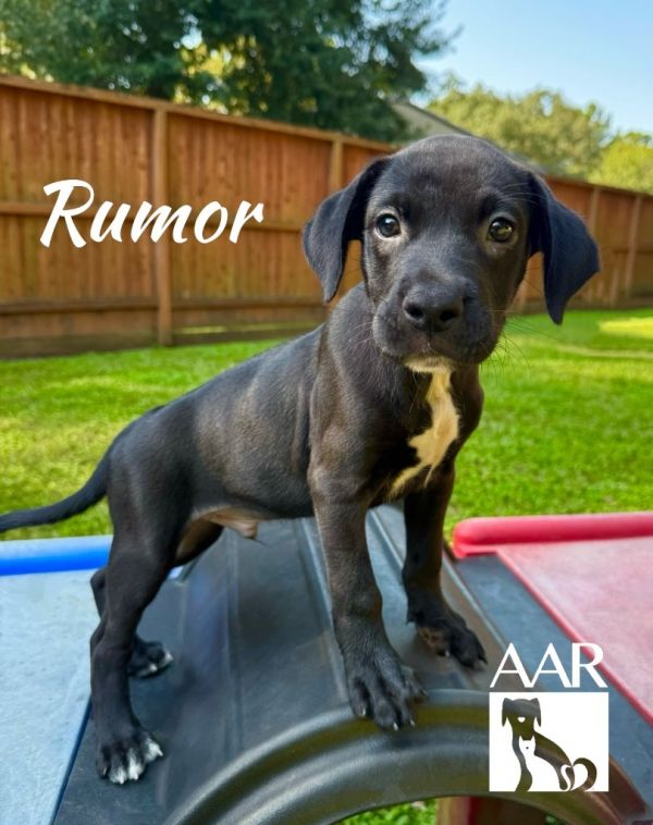 Rumor