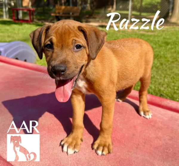 Razzle