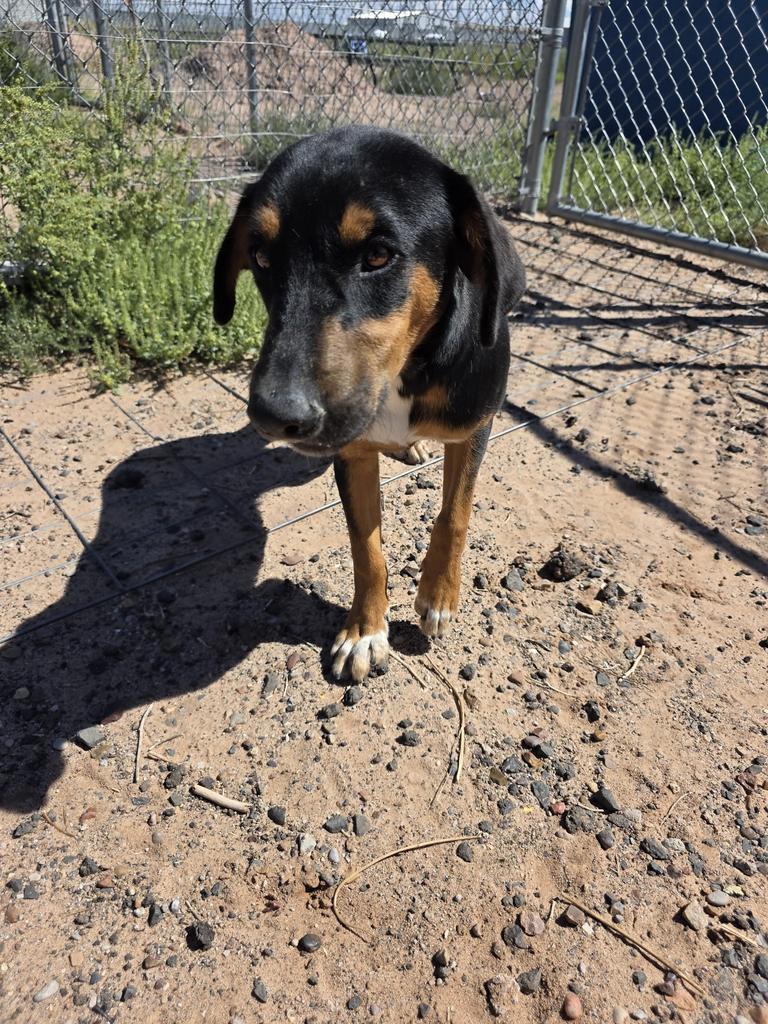 Kodak, an adoptable Mixed Breed in Holbrook, AZ, 86025 | Photo Image 1