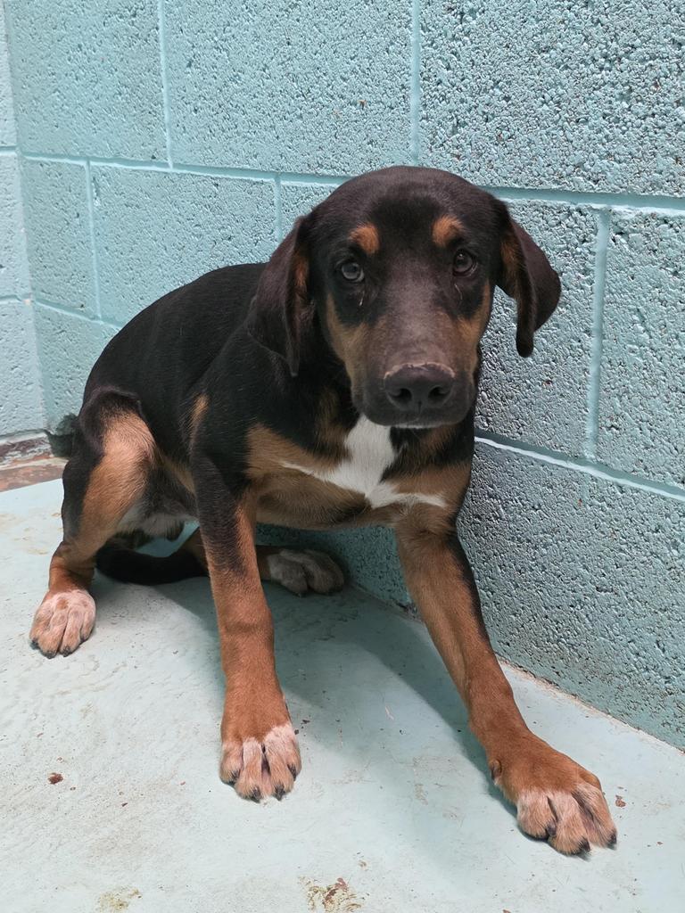 Kodak, an adoptable Mixed Breed in Holbrook, AZ, 86025 | Photo Image 2