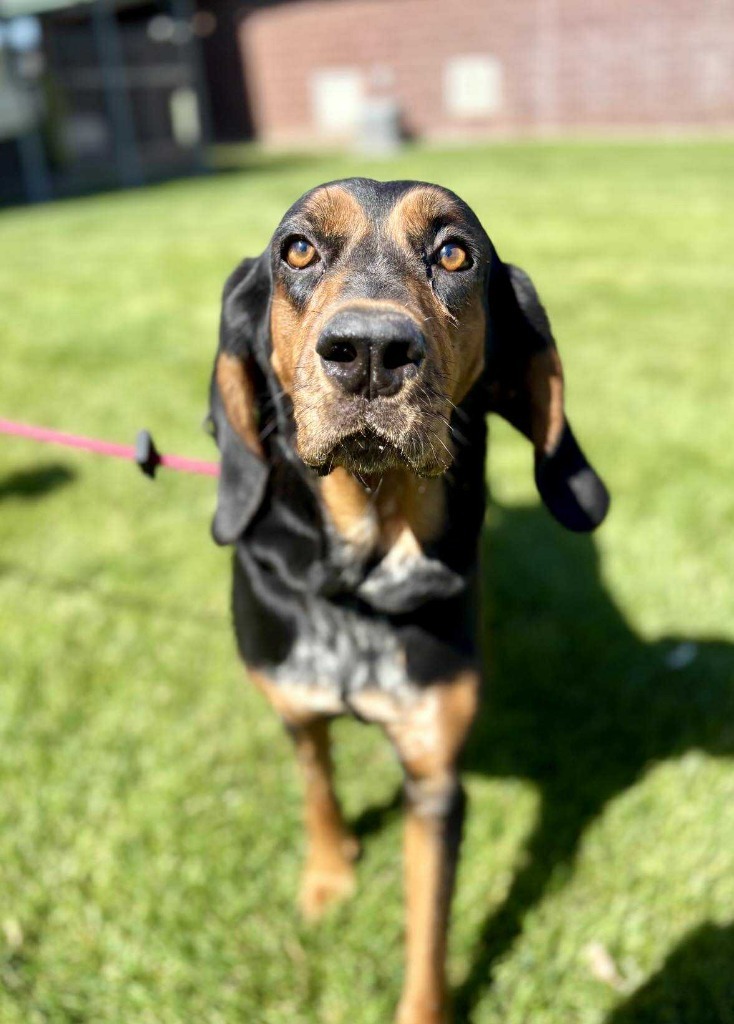 Belladonna (aka "Bella"), an adoptable Black and Tan Coonhound in Heber City, UT, 84032 | Photo Image 1